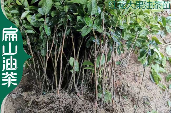 貴州大果油（yóu）茶苗（miáo）