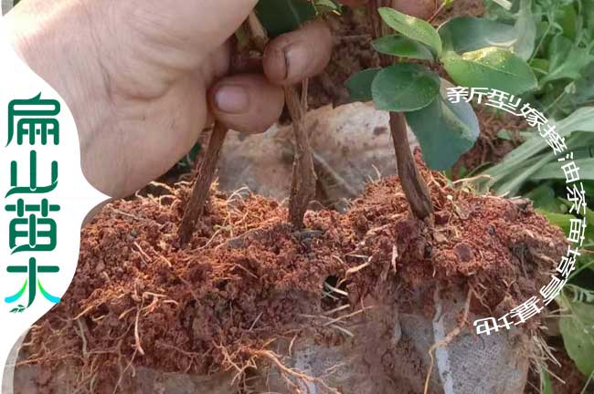 貴州油茶（chá）杯苗