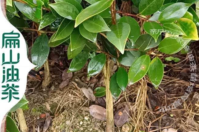 油茶小杯苗（miáo）