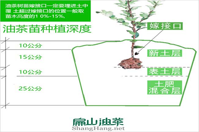 油茶種植密度