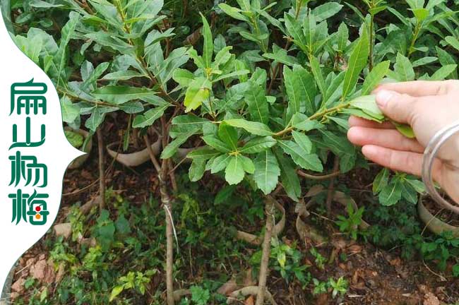 清遠1年楊梅小杯苗