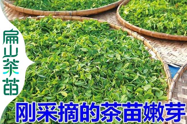 浙江10公分茶葉苗