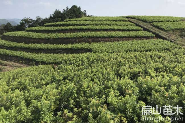 渠縣東魁楊梅苗