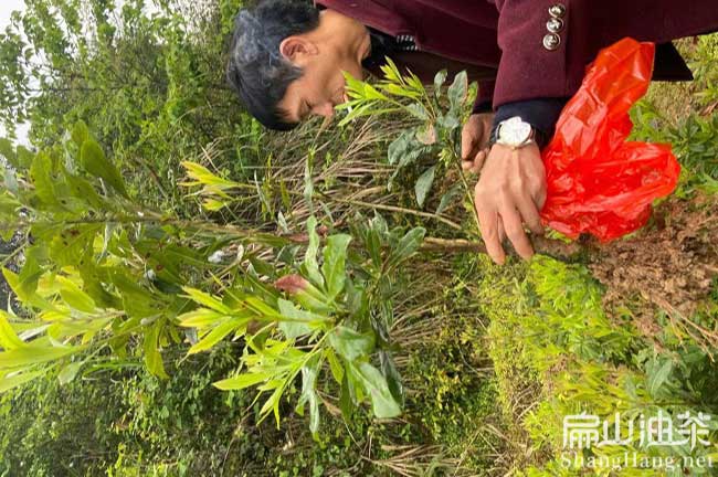 大方楊梅種植