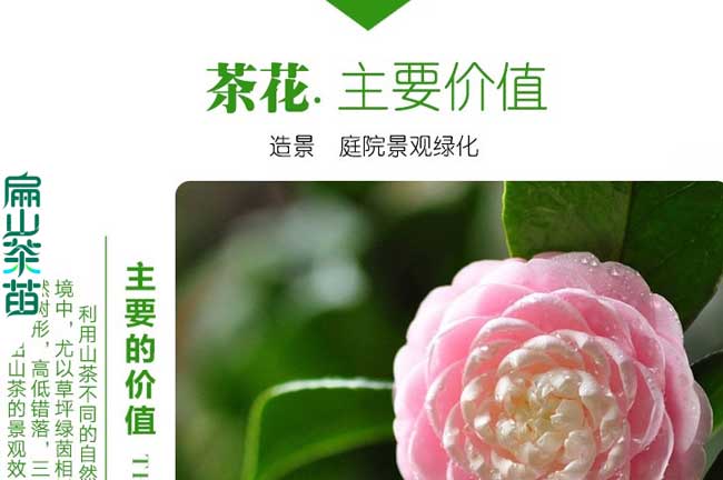 信陽粉色茶（chá）花苗批發