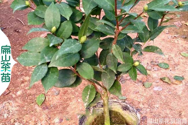 平涼茶花小杯苗培育