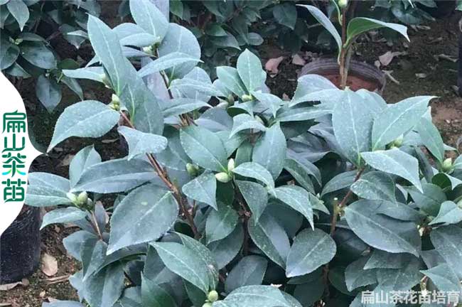 標準化（huà） 商丘茶花苗（miáo）批發 商丘油茶苗（miáo）價 茶葉苗圃基地1年45CM