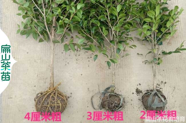 濟源2公分茶花苗培育