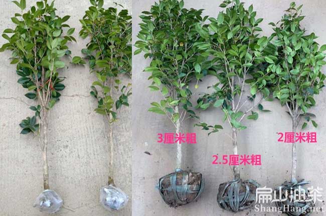 油茶種植時間