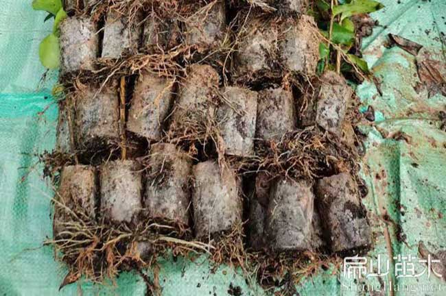 萍鄉油茶杯苗