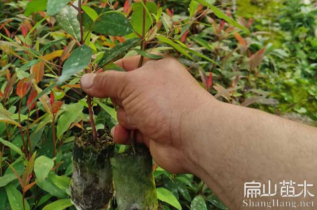 綿陽油（yóu）茶苗批發