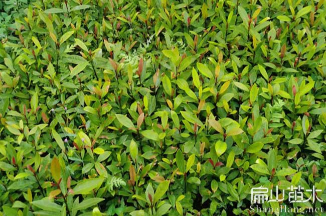 浮梁（liáng）油茶（chá）苗培育