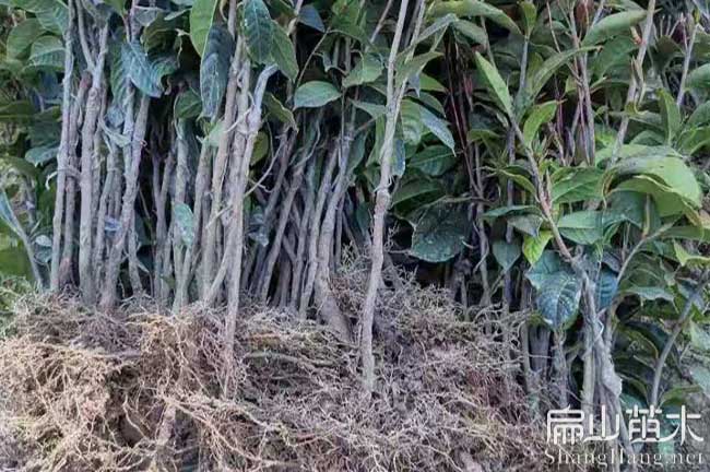 福建大果紅花油茶苗