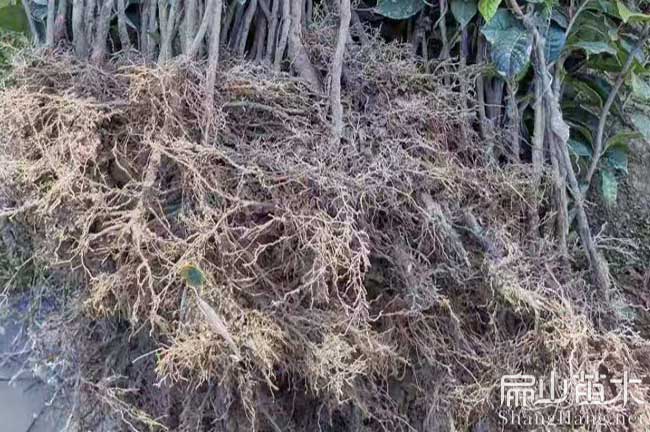 蘆（lú）溪紅花大果油茶苗