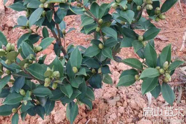 惠安三華（huá）油茶苗（miáo）批發