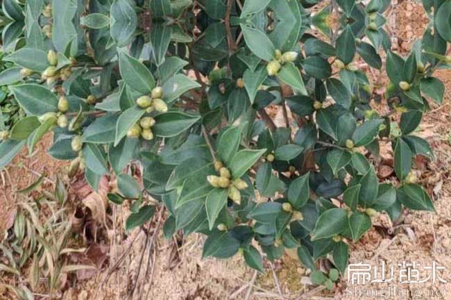 長（zhǎng）塘紅花油茶苗