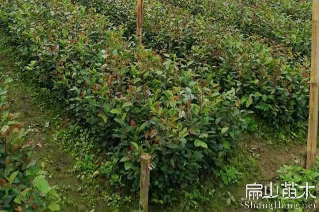 徐州油茶苗（miáo）批發