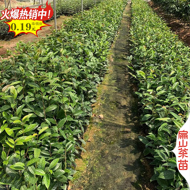 適合盆地種瀘州1年油茶（chá）苗批發.30CM金花茶（chá）樹苗.綠茶葉苗培育