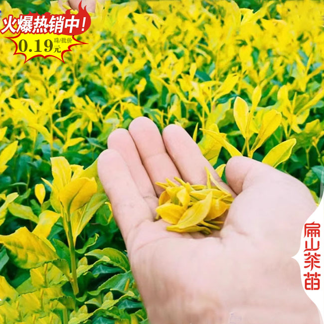 邵陽金花茶大杯苗批發