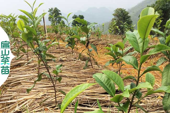 平涼茶葉苗培育