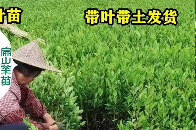 [小杯江西金花茶（chá）苗批發]鷹潭油茶樹小苗茶花基地（dì）1年30-90CM