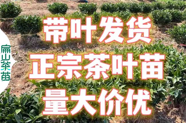 攀枝花茶葉苗（miáo）批發