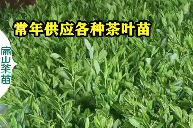 濮陽茶葉苗培育