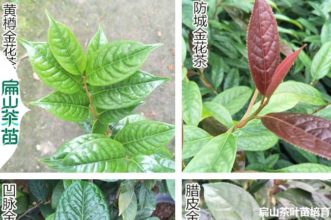 濟源金花茶苗（miáo）培育