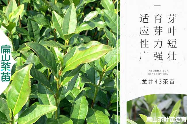 新餘綠茶苗培育