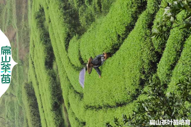 邯鄲茶葉培育