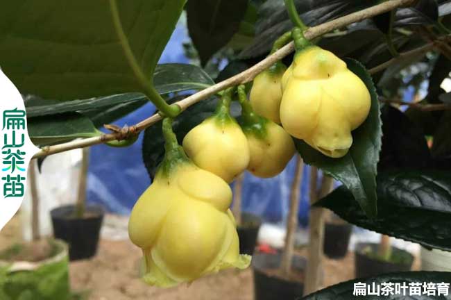 卖梧州广西金花茶（chá）苗桂林培育基地 南宁油（yóu）茶钦州岑溪批发（fā）4元（yuán）