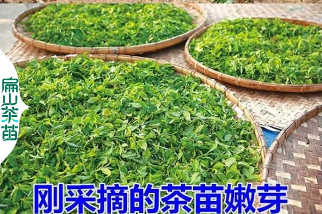 臨夏茶葉批（pī）發