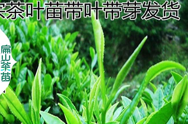 德陽綠茶苗批發