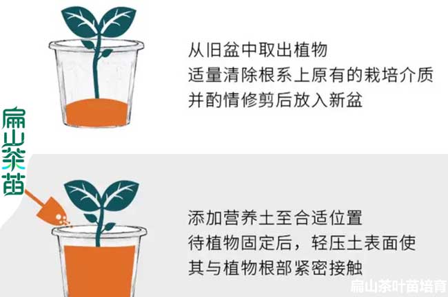 金花茶種（zhǒng）植技術