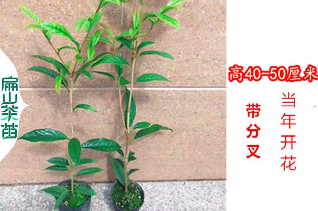 上饒金花（huā）茶苗培育