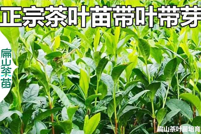 內江綠茶苗培（péi）育