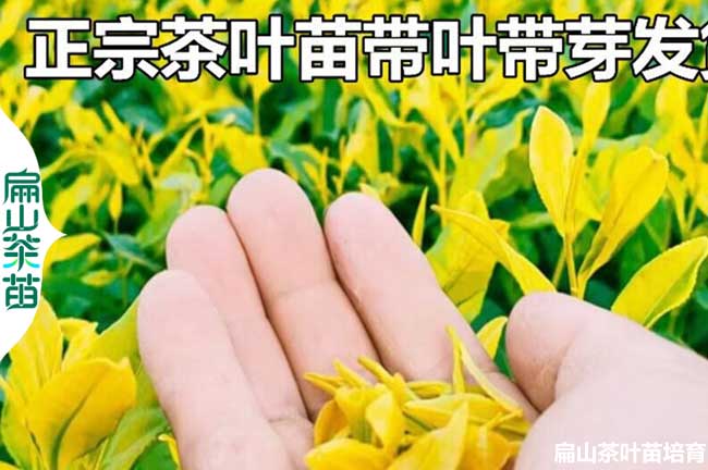 南充黃金芽苗批發