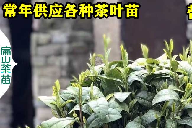 上饒茶葉苗培育（yù）