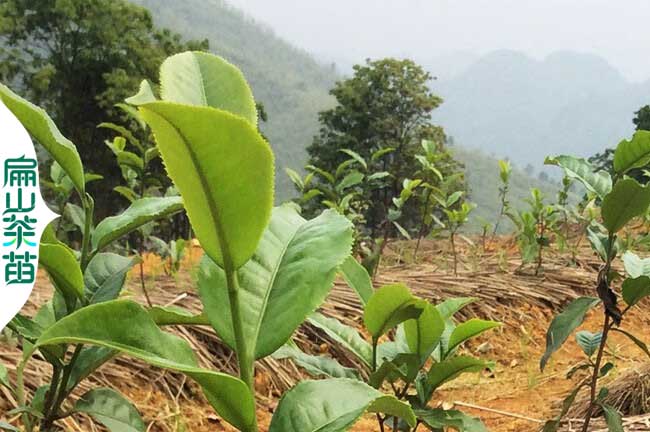 隴南茶葉（yè）苗培育（yù）