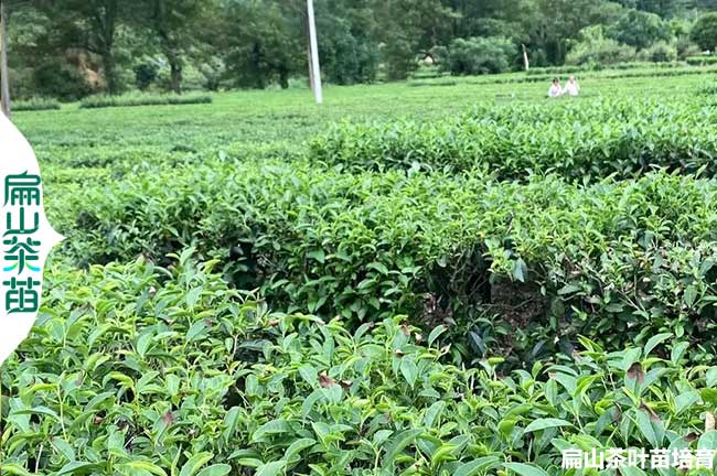 上饒綠茶苗培（péi）育