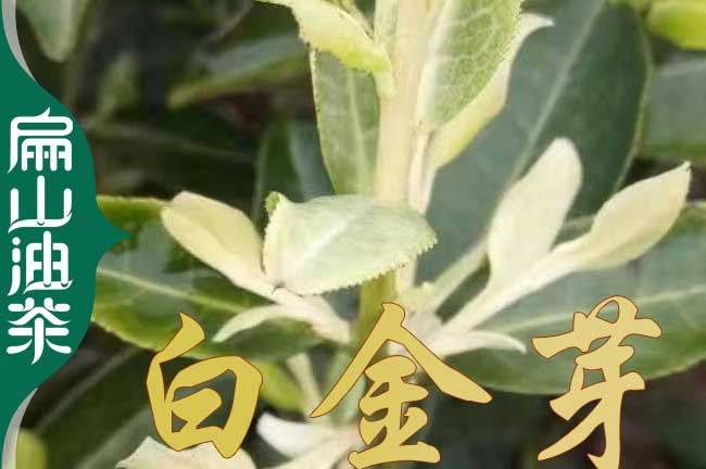 衡陽（yáng）白金芽茶葉苗