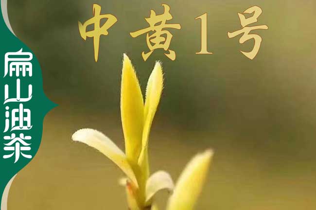 中黃（huáng）1號