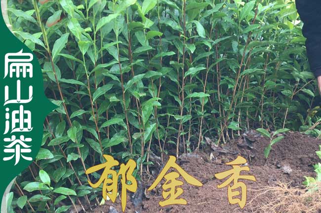 杭州鬱金香茶葉（yè）苗