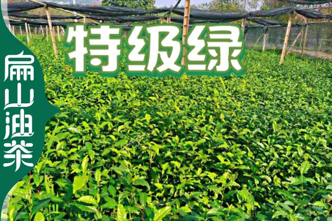 寧德特級綠茶苗