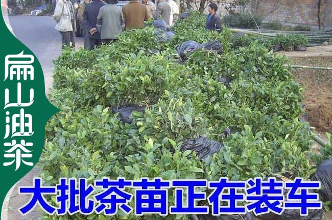 銅陵茶葉苗批發