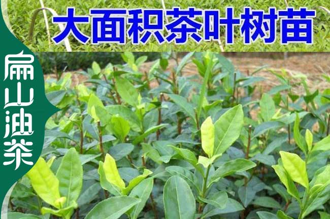 福鼎積茶葉苗