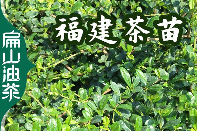 福（fú）建茶葉苗培育