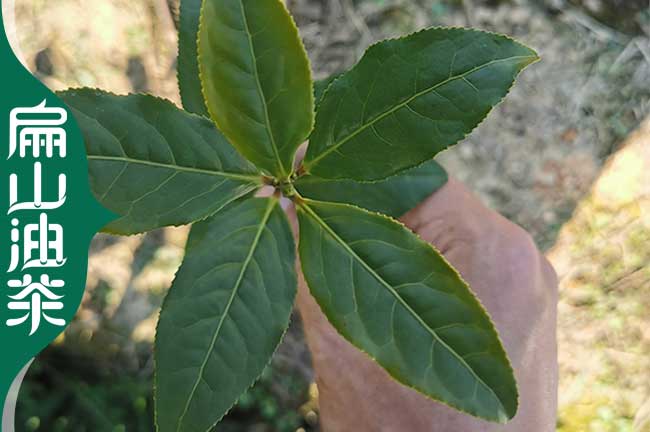 三明茶（chá）苗