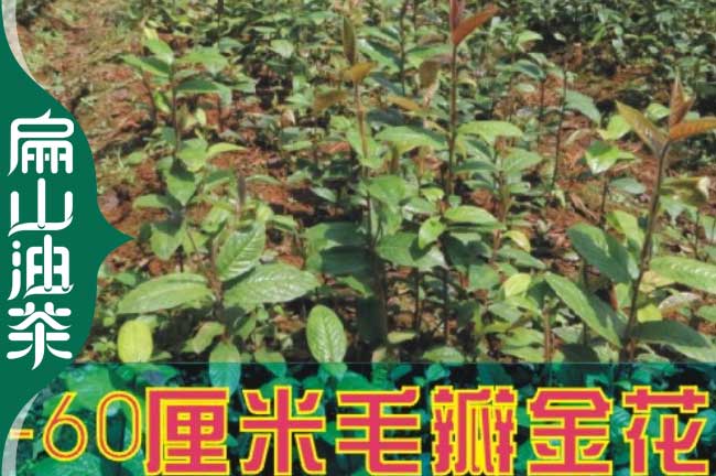 湘潭金花（huā）茶葉苗培育