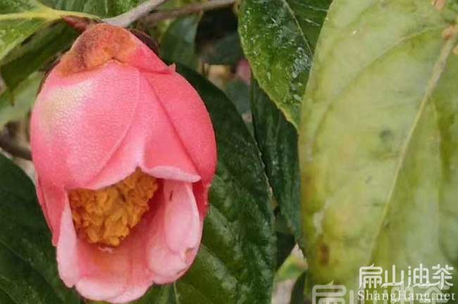 福建（jiàn）紅花（huā）油茶基地